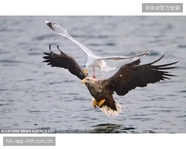 海鸥抢射卫冕冠军：从“小鸟”到“王者”的传奇之旅